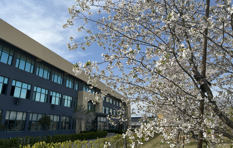 又是一年樱花季 IM电竞邀您共赏浪漫樱花